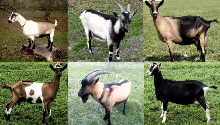 Prices Of Goats in Nigeria