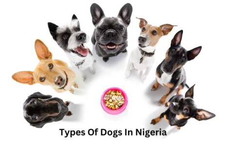 Types Of Dogs In Nigeria